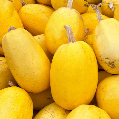 Spaghetti Squash Seeds for Planting – Heirloom Winter Squash Seeds