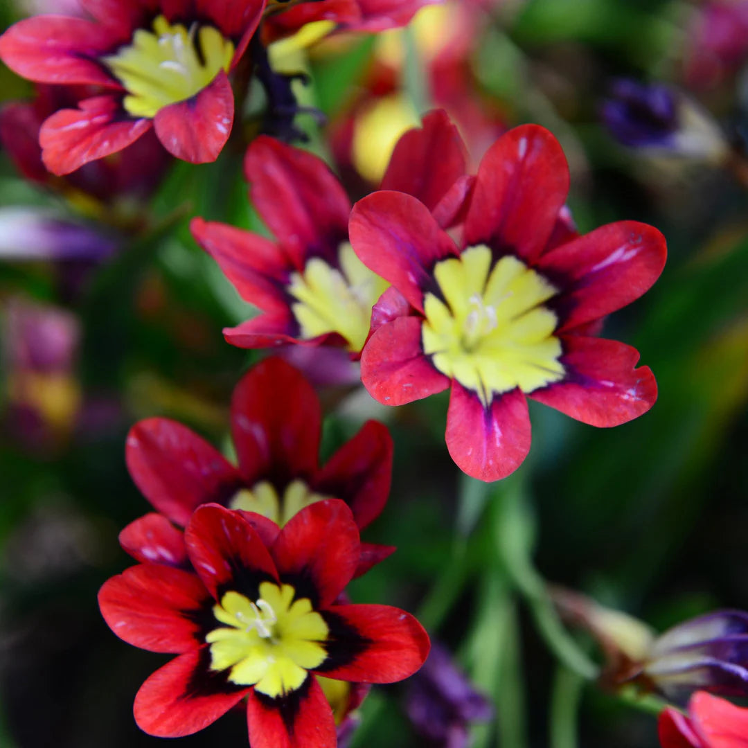 Pink Yellow flower seeds