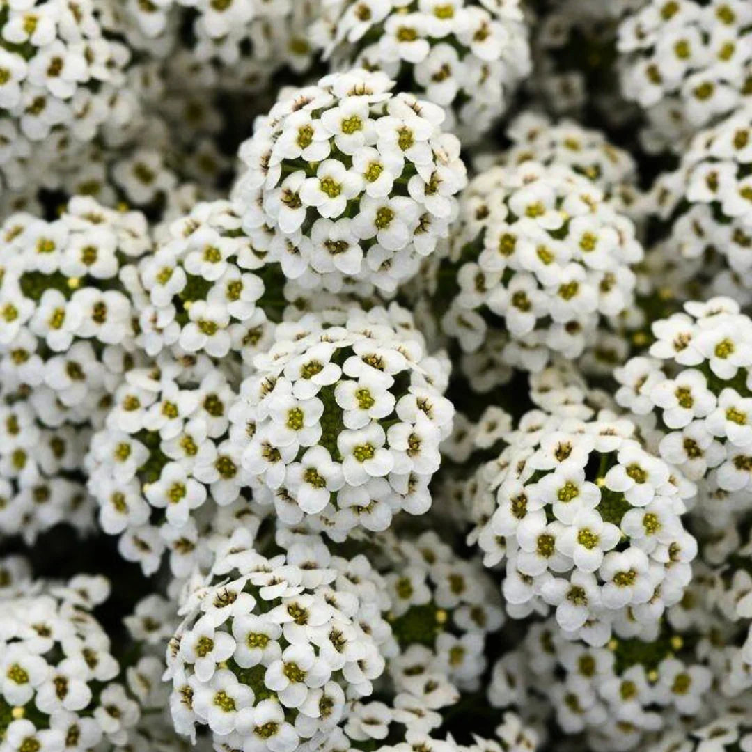 Alyssum flower seeds