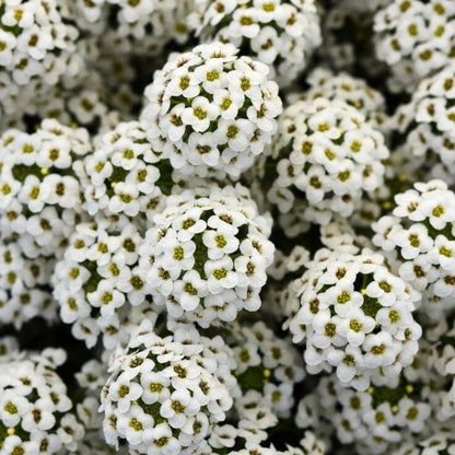 Alyssum flower seeds