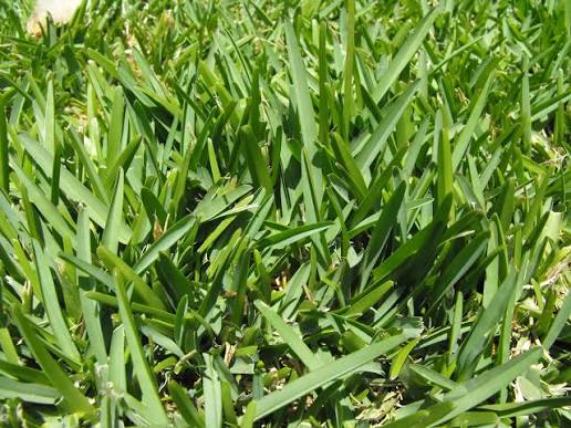 St. Augustine Grass growing as a lush green warm-season lawn