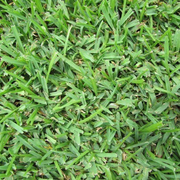 St. Augustine Grass growing as a lush green warm-season lawn