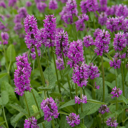 Purple Stachys Flower Seeds for Planting – Heirloom Non-GMO Garden Seeds