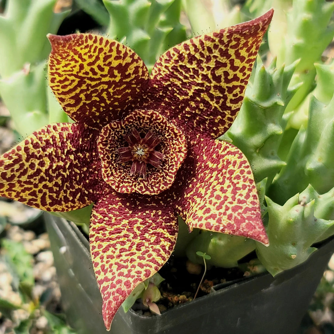 Stapelia Variegata flower seeds
