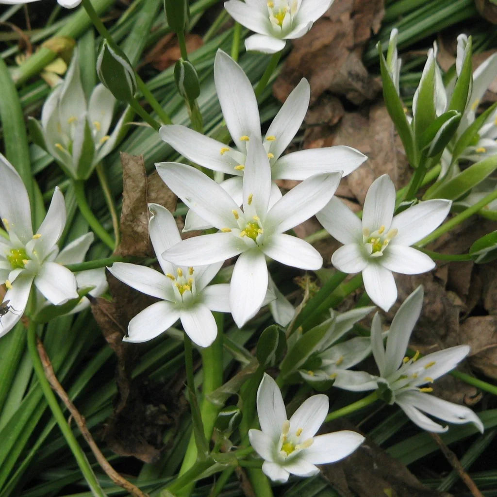 Star Of flower seeds
