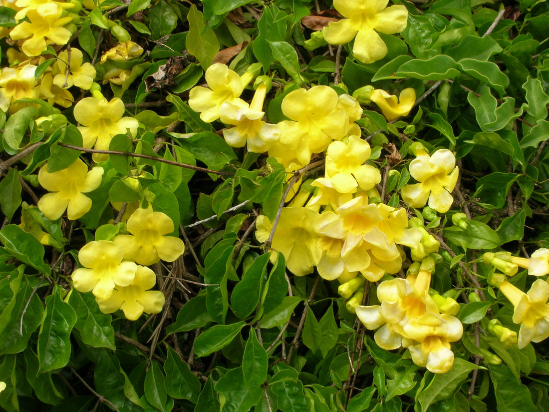 Dolichandra Unguis flower seeds