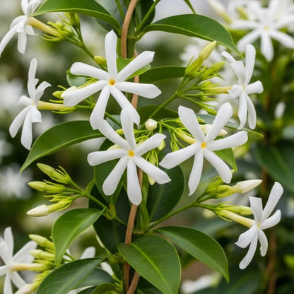 Starry multi-flowered jasmine with white star-shaped blooms and green foliage