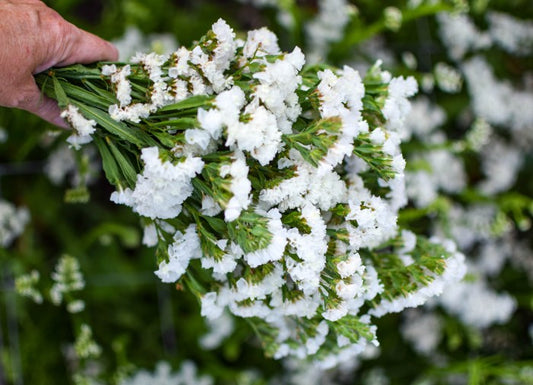 White Statice flower seeds