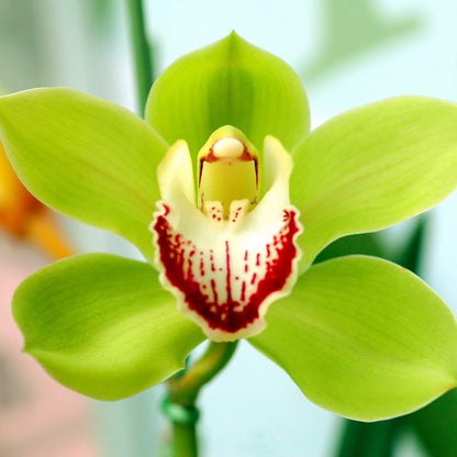 Green Cymbidium Orchid Flower Seeds for Planting – Heirloom Non-GMO Garden Seeds