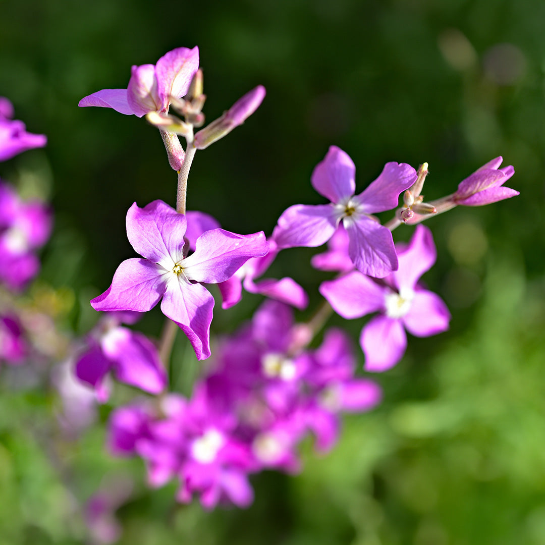 Pink White flower seeds