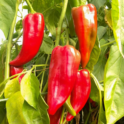 Kalocsa Pepper Seeds