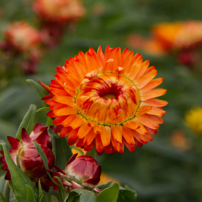 Orange Double Strawflower Seeds for Planting – Heirloom Non-GMO Garden Seeds