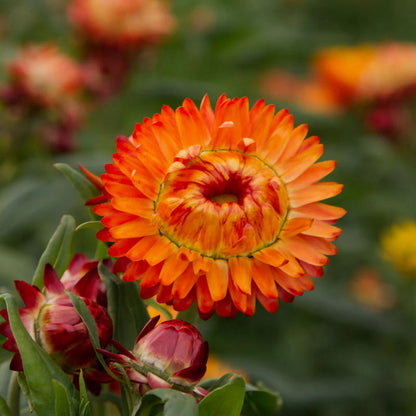 Orange Double Strawflower Seeds for Planting – Heirloom Non-GMO Garden Seeds