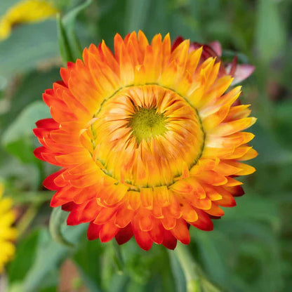 Orange Double flower seeds