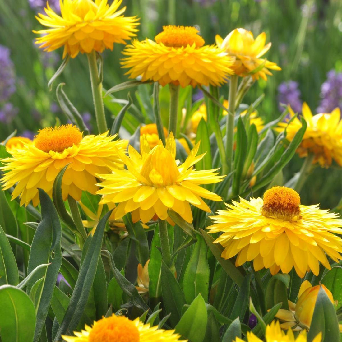 Yellow Strawflower flower seeds