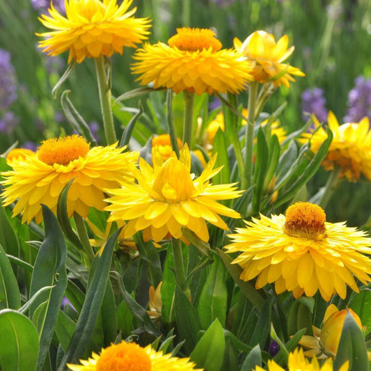 Yellow Strawflower flower seeds