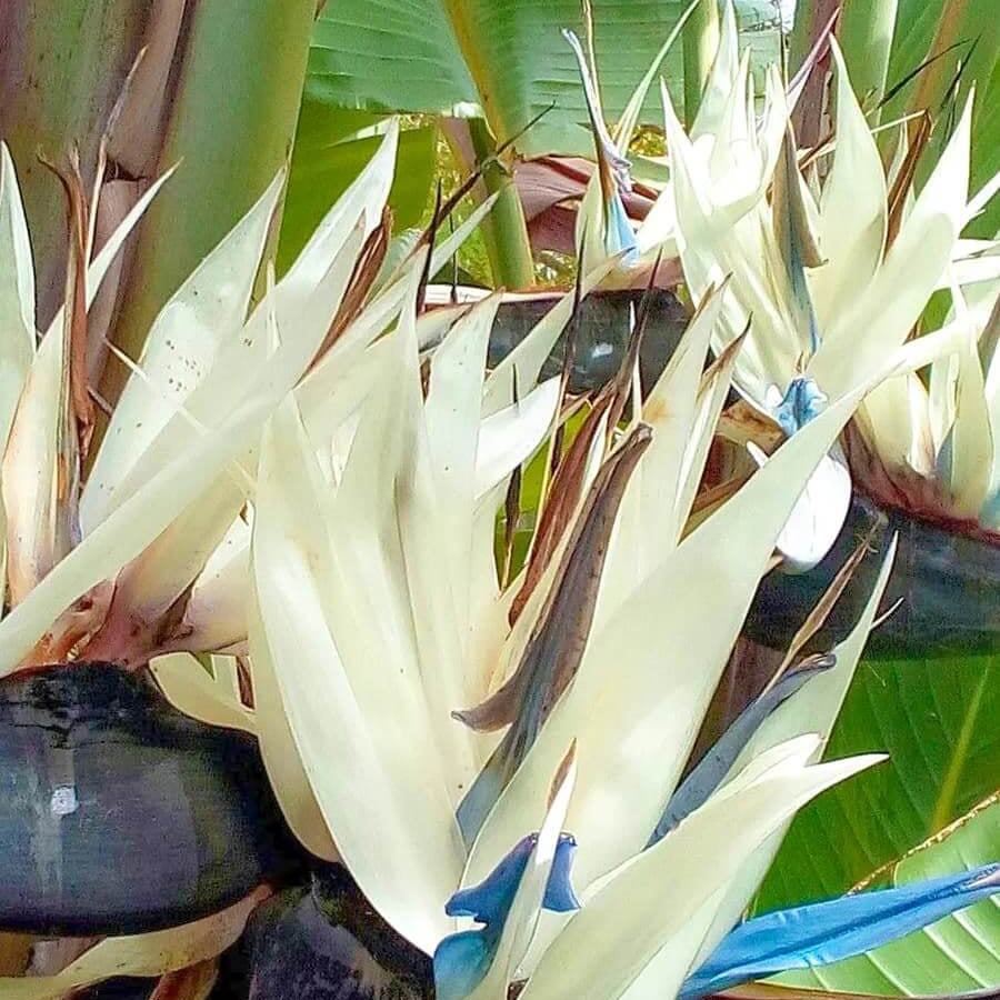 Cream Violet Strelitzia plant