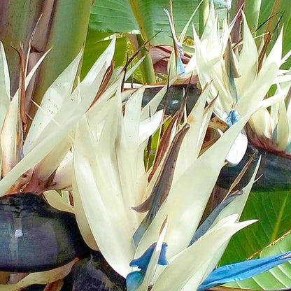 Cream Violet Strelitzia plant