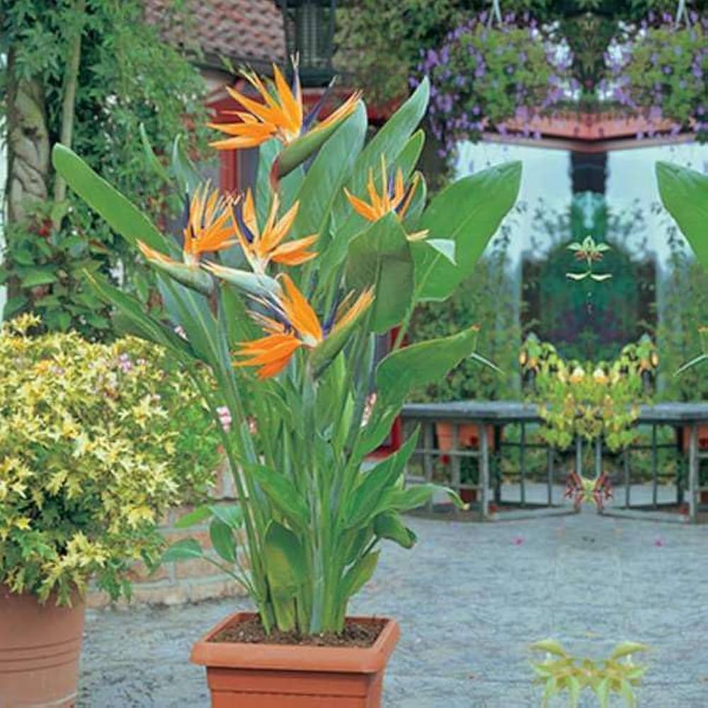 Strelitzia flower seeds