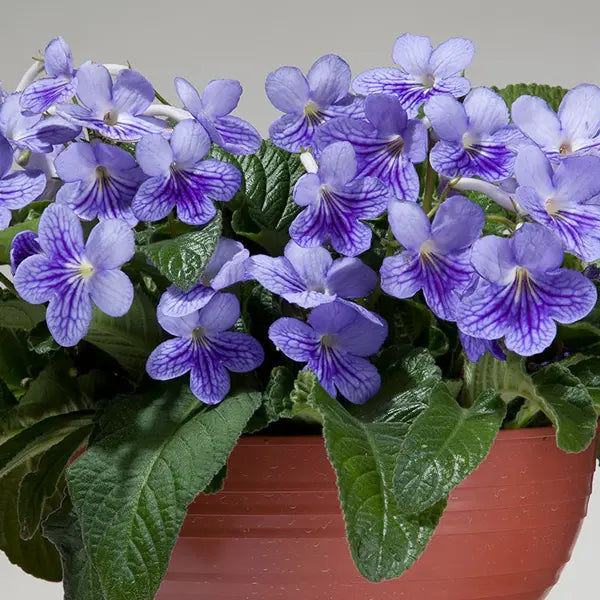 Cape Primrose flower seeds