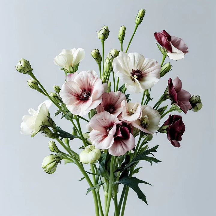 White Maroon flower seeds