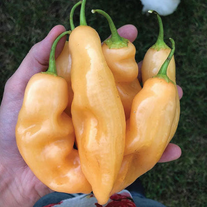 Sugar Rush Peach Pepper Seeds for Planting – Heirloom Chili Pepper Seeds