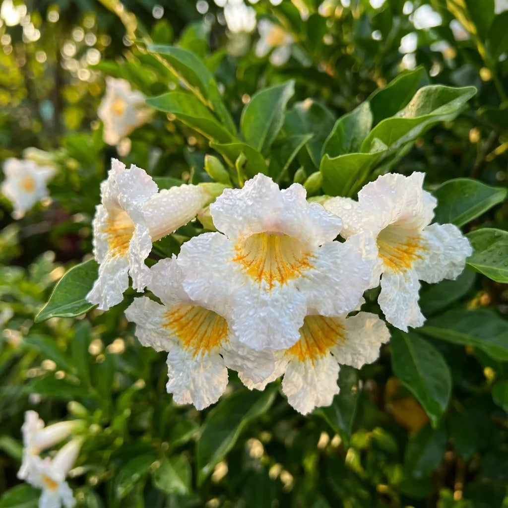 Green Radermachera flower seeds