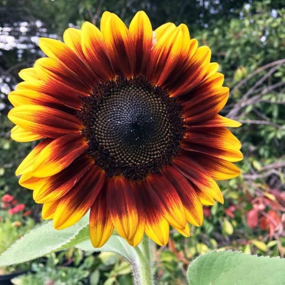 Brown Sunflower flower seeds