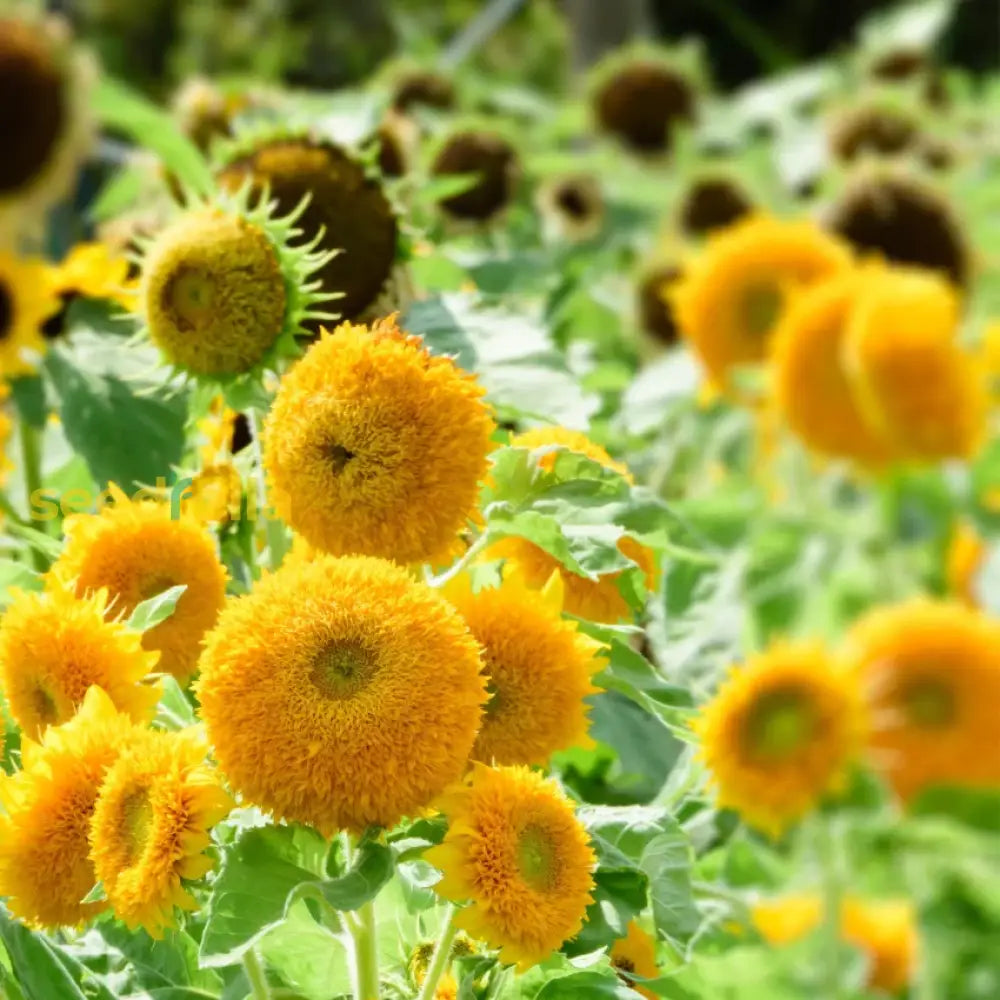 Yellow Teddy flower seeds