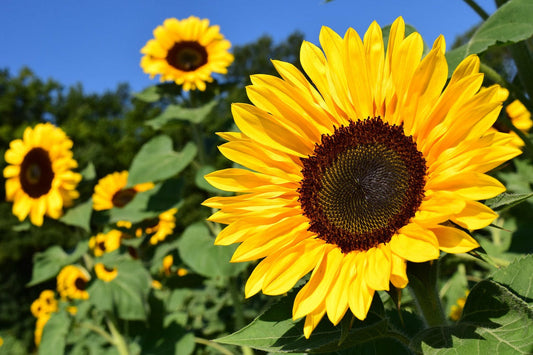 Yellow Sunflower flower seeds