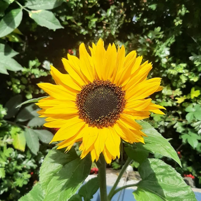 Skyscraper Sunflower flower seeds