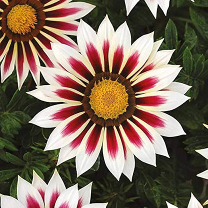 Africa Gazania Sunflower plant