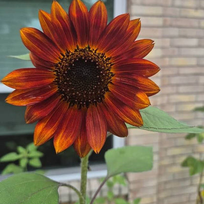 Brown Sunflower plant