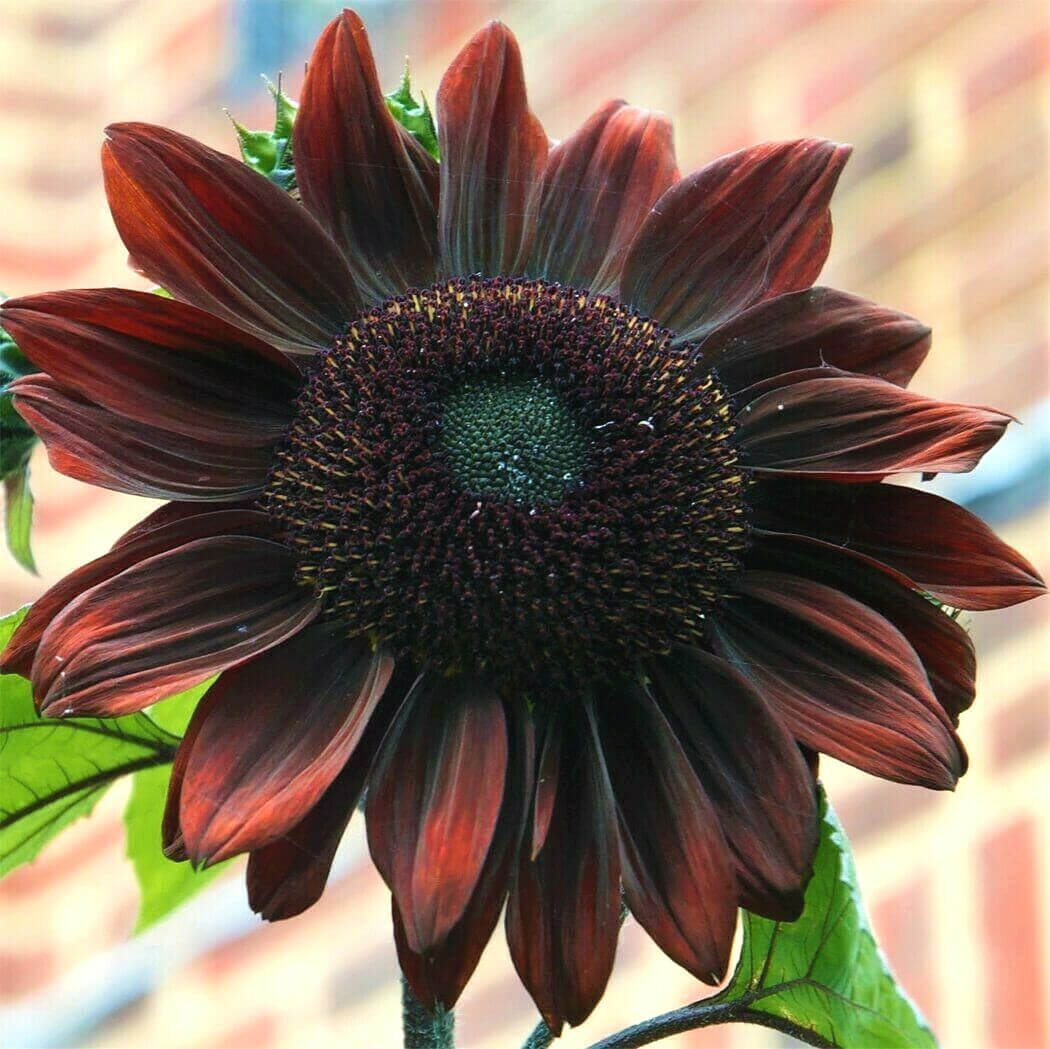 Chocolate Cherry Sunflower plant