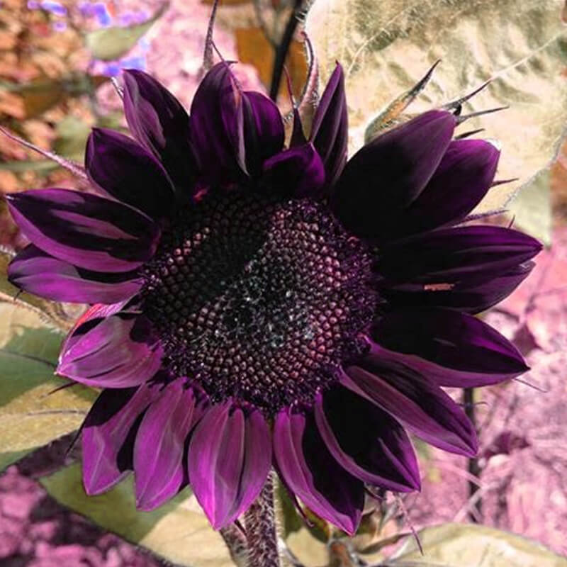 Deep Purple Sunflower plant