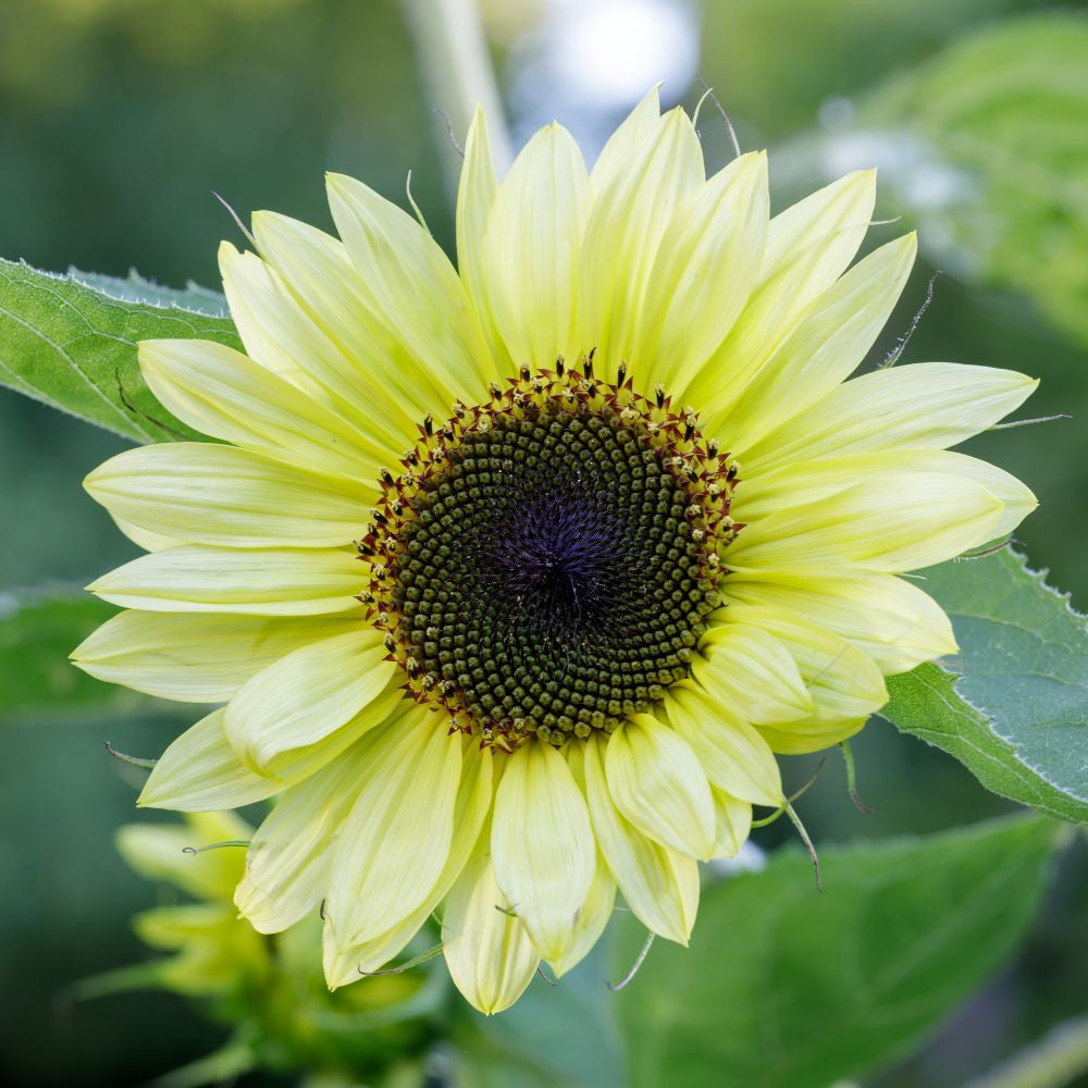 Lemon Queen flower seeds