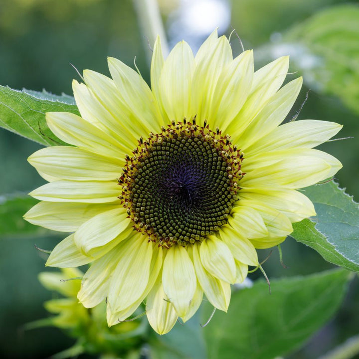 Lemon Queen flower seeds