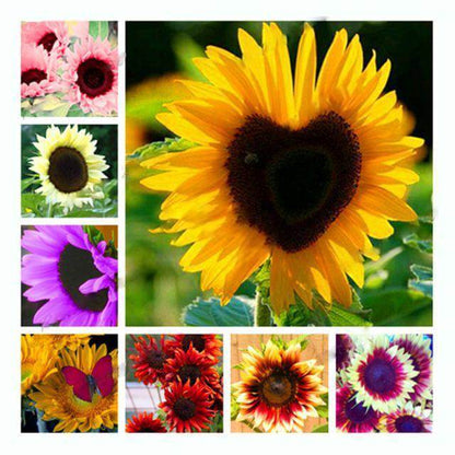 Mix Sunflower plant
