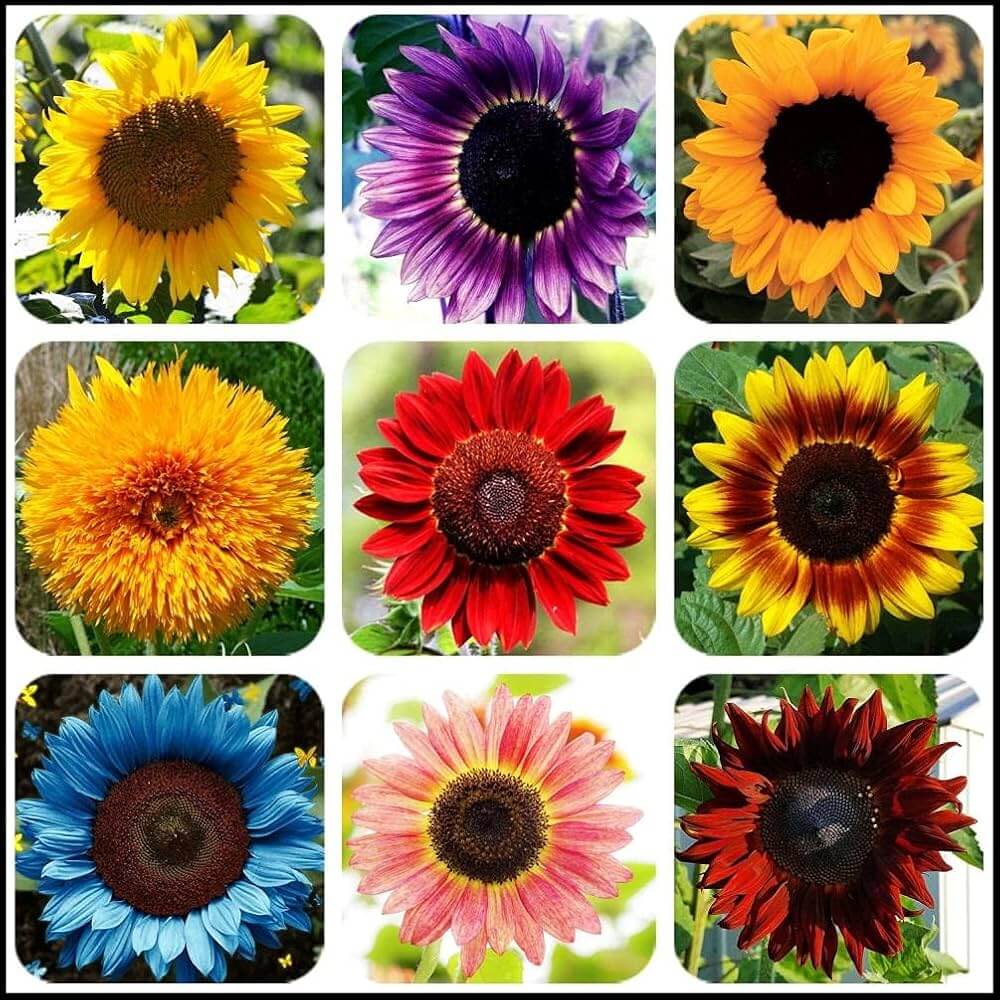 Mix Sunflower plant