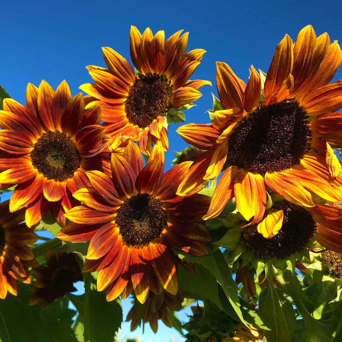 Orange Mini Sunflower plant
