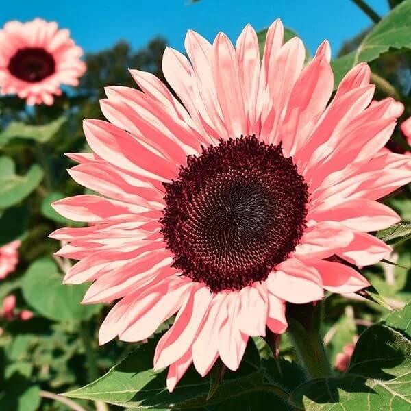 Premium Pink Sunflower plant