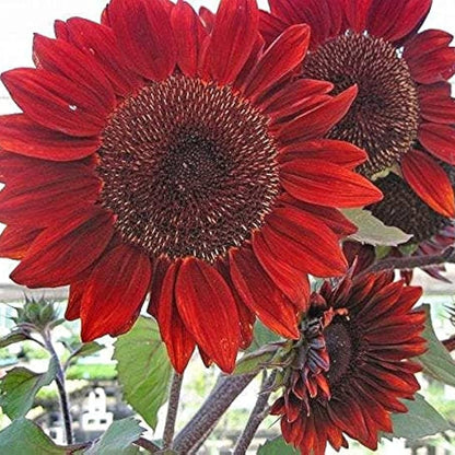 Red Sunflower plant