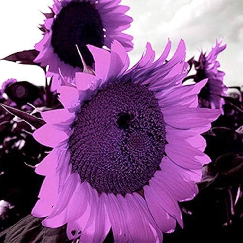 Purple Mini Sunflower plant