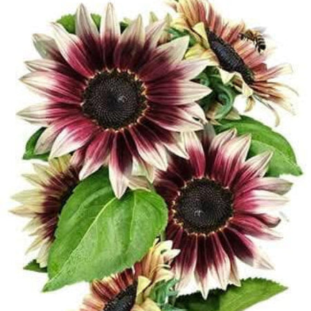 Cherry Rose Sunflower plant