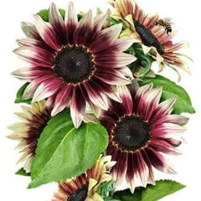 Cherry Rose Sunflower plant