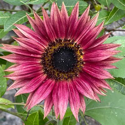 Pink Mini Sunflower plant