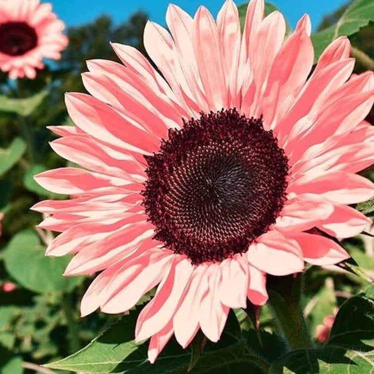 Baby Pink Sunflower plant