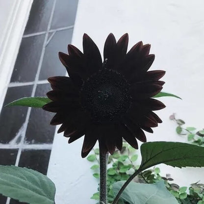 Black Giant Sunflower plant