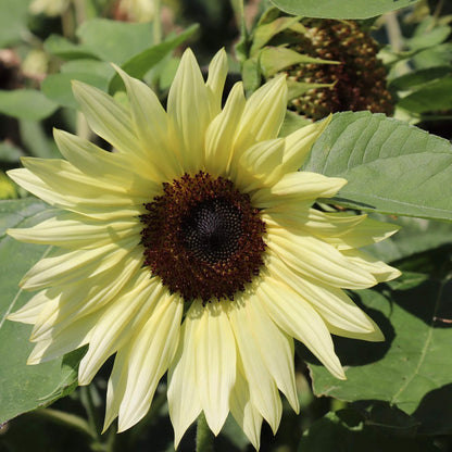 Buttercream Sunflower plant