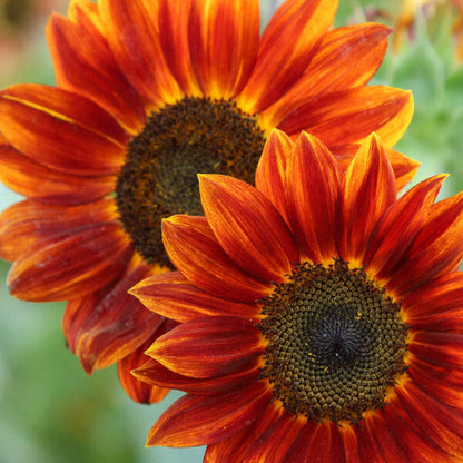 Orange Mini Sunflower plant